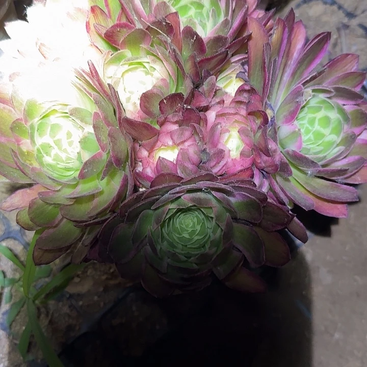 精品粉海王朵朵大颗亏本福利