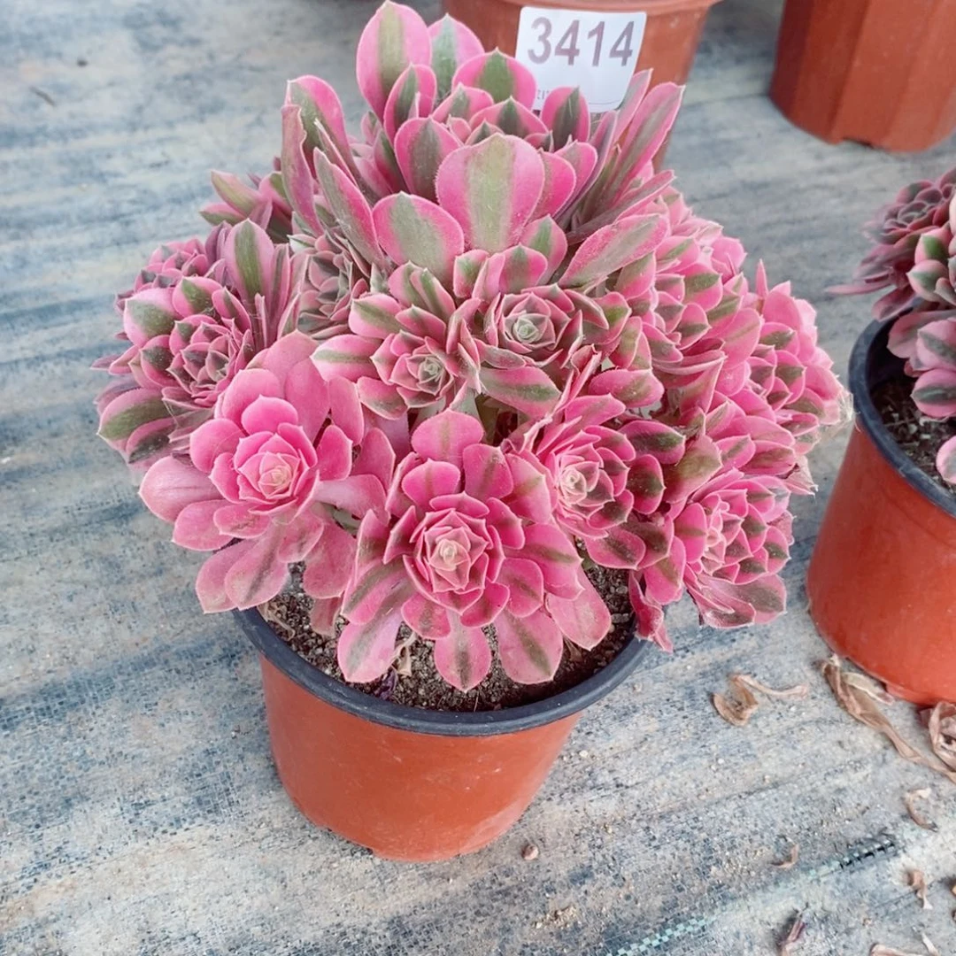 粉女巫3414多肉1111