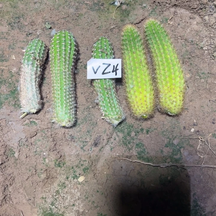 邱****?三个爱博两个女巫45