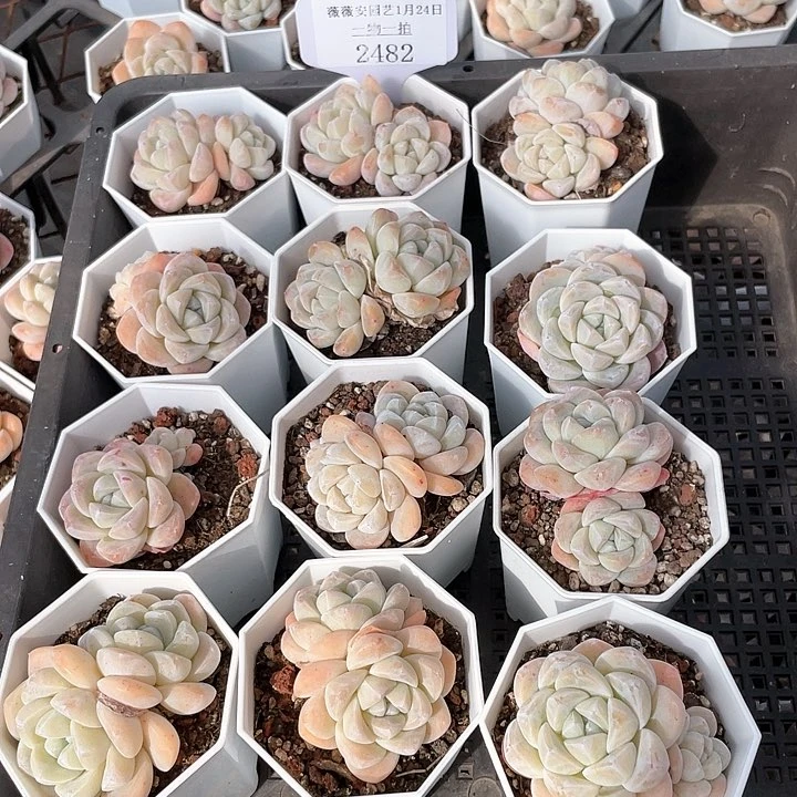薇薇安园艺多肉2482