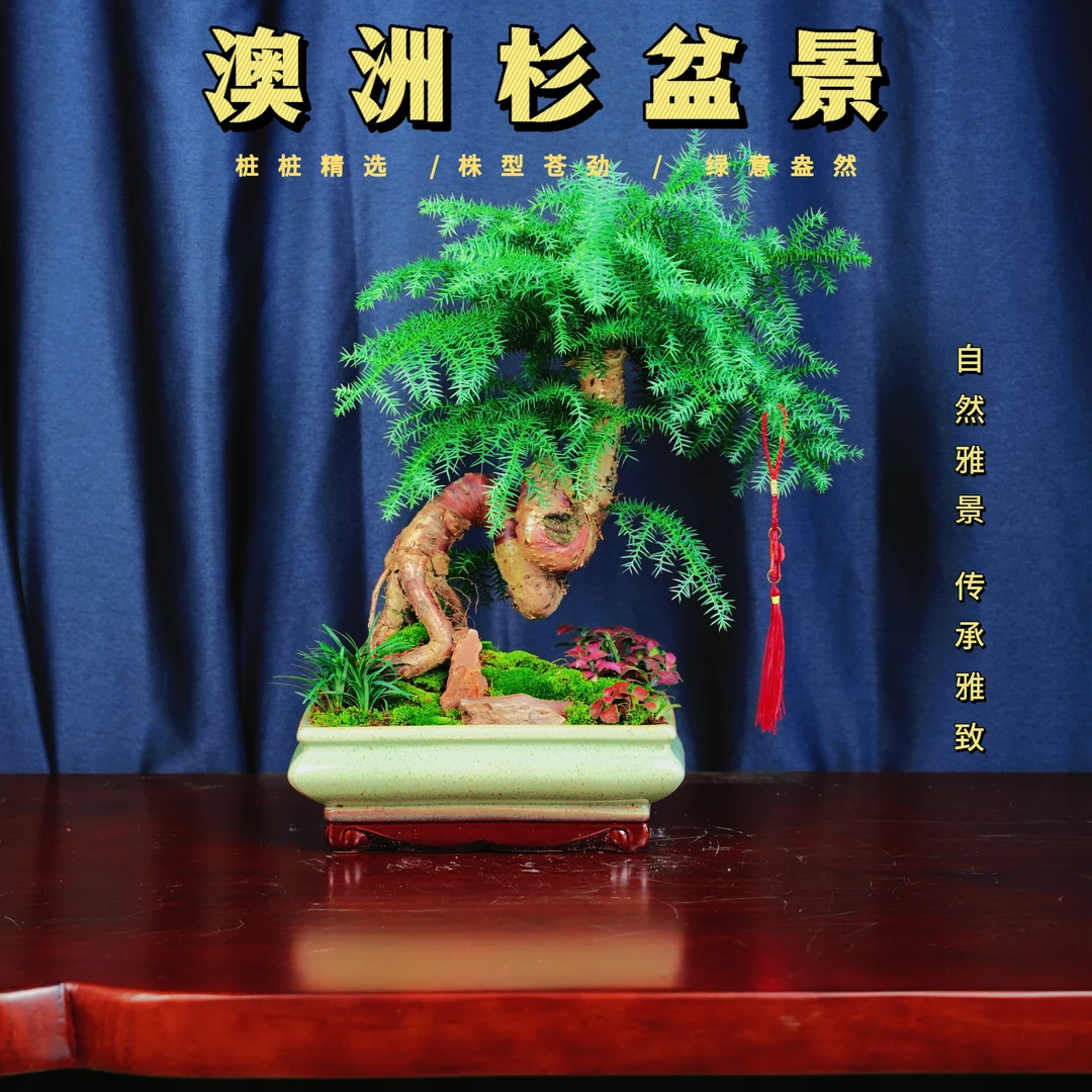 造型澳洲杉盆景不老松绿植室内办公室四季常青好养活盆栽