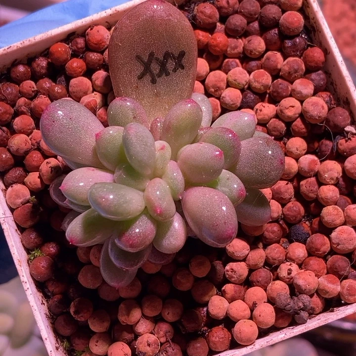 香香雪锦多肉植物