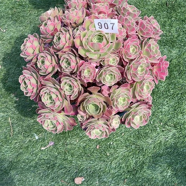 完全开放淡****907夜罗刹多肉植物