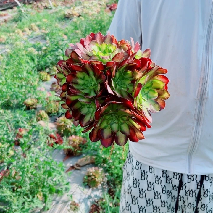 韶华地栽多肉法师