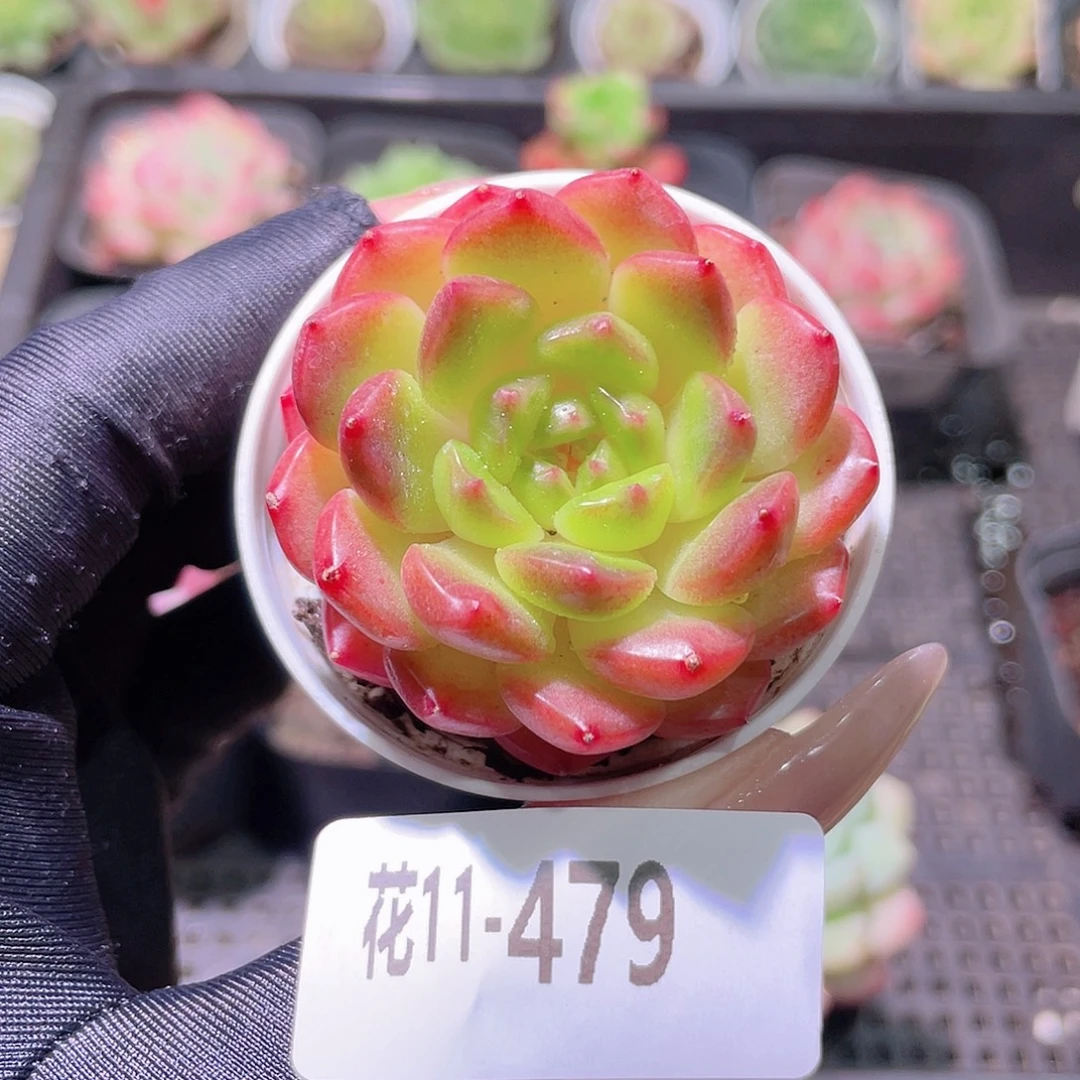 花利美11-479灵翠
