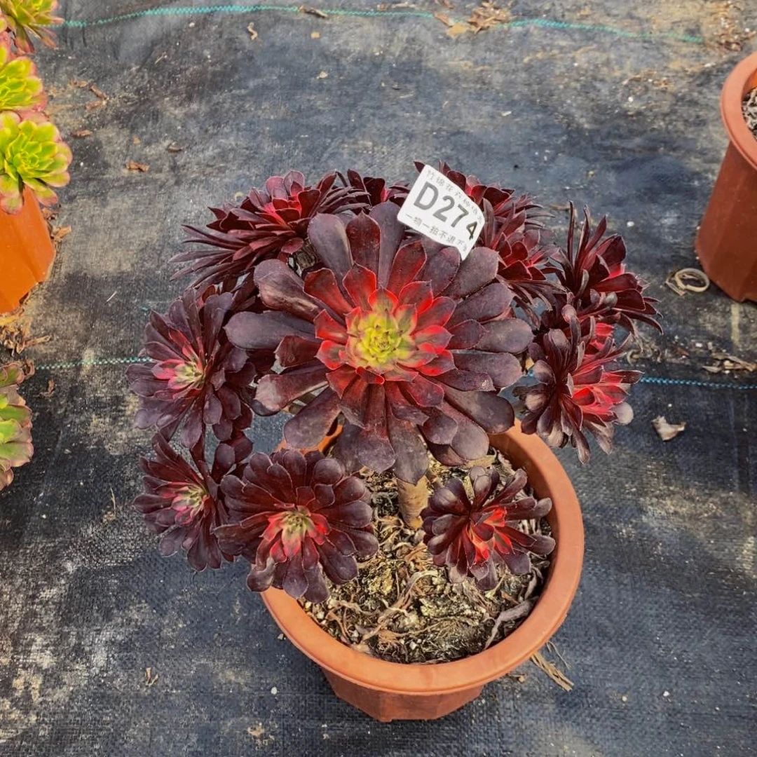 274黑天鹅一棵小棵偏头