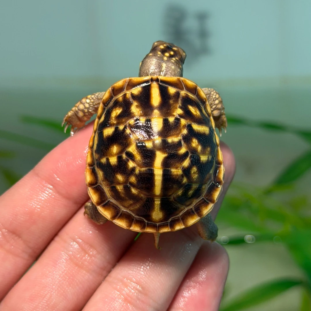 J-2【顺丰包邮】一龟一卡人工合法养殖瑕疵锦箱苗宠物观赏乌龟