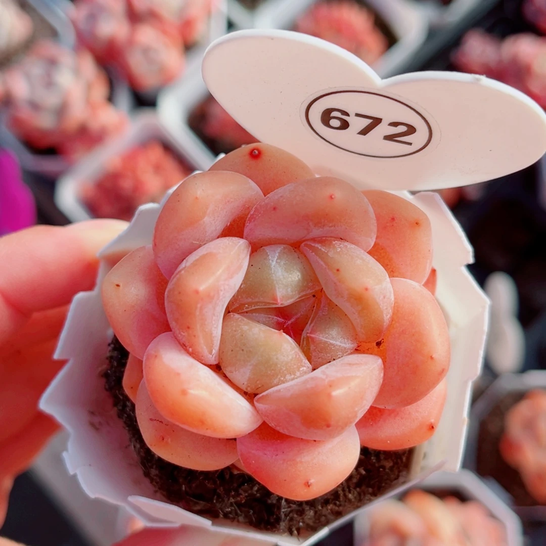 672号小老桩糖心单头