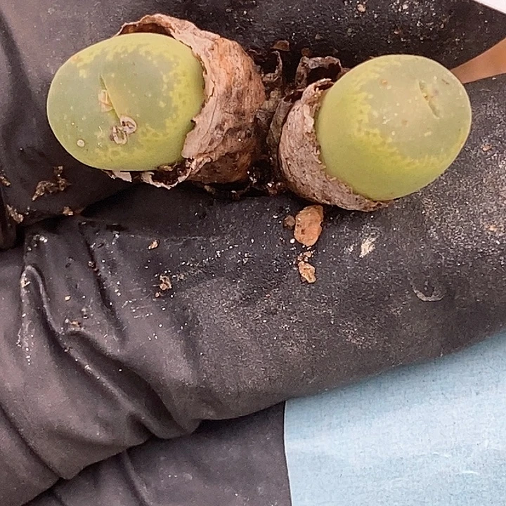 桃喜花园0123-37勋章