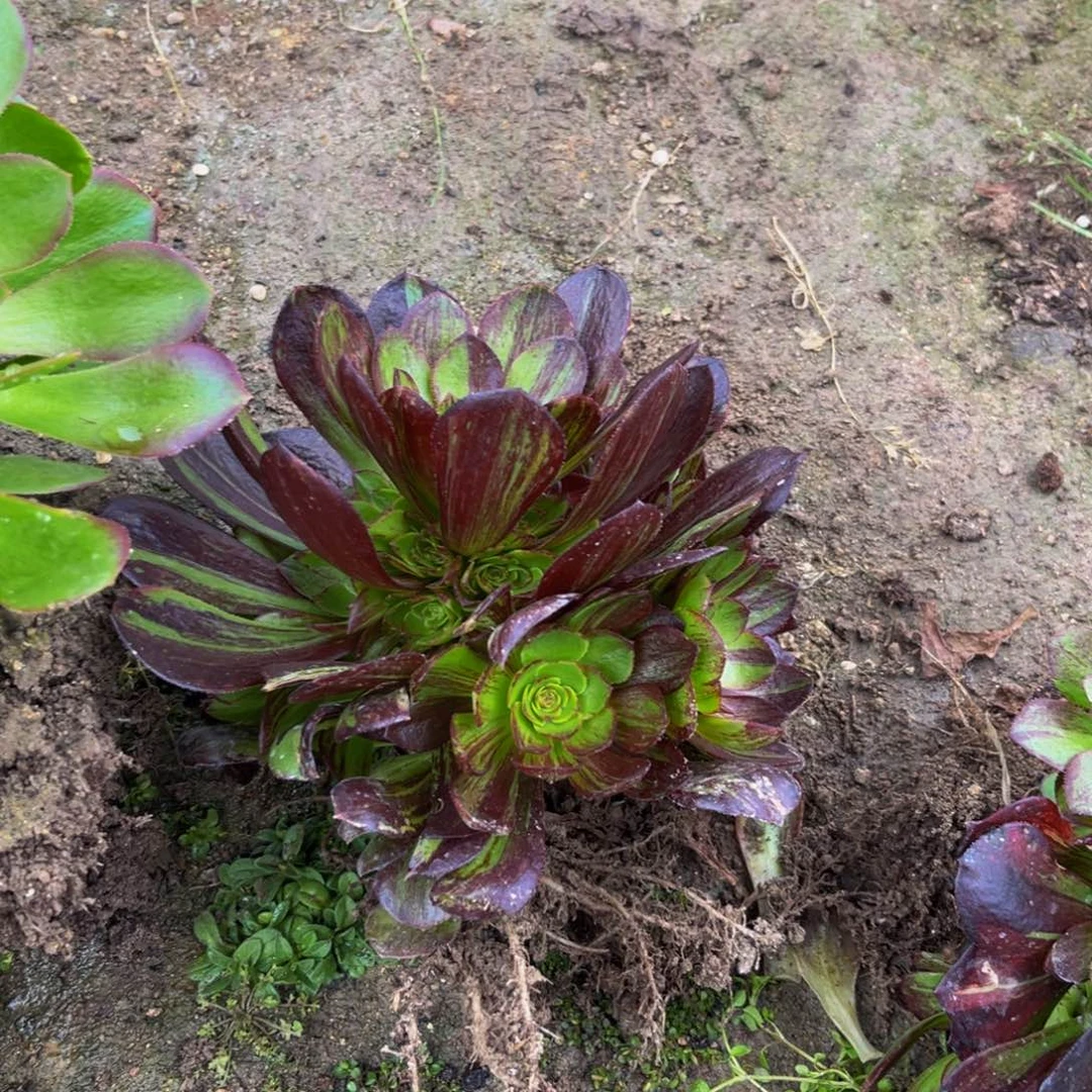 脸谱多肉植物捧花的