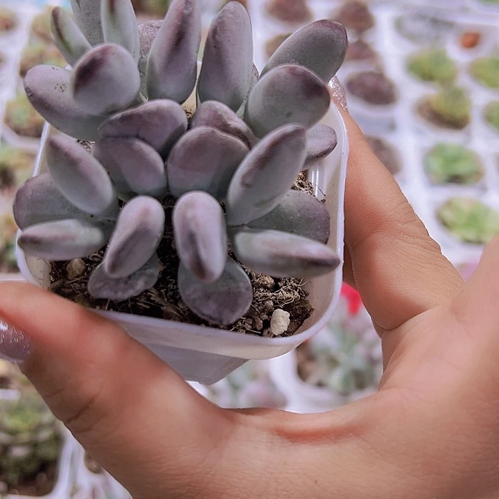乒乓群19包邮多肉植物