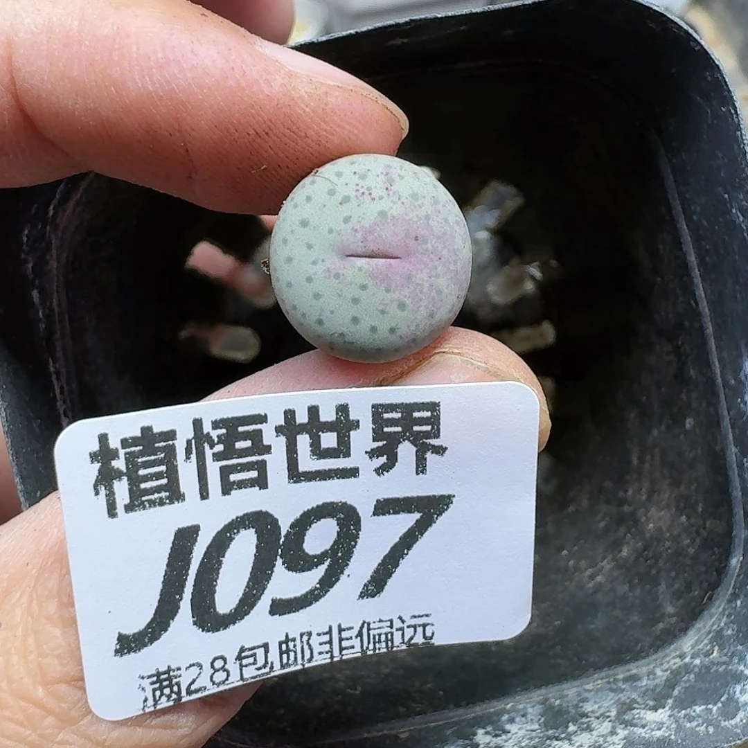 多肉植物的润泽gbn