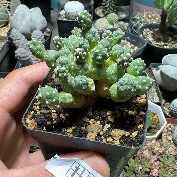145罗西安娜脱土发货