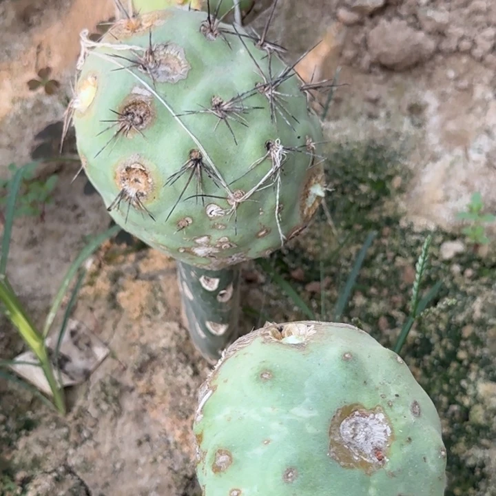 无花朵福利5颗习志野老母本疙瘩
