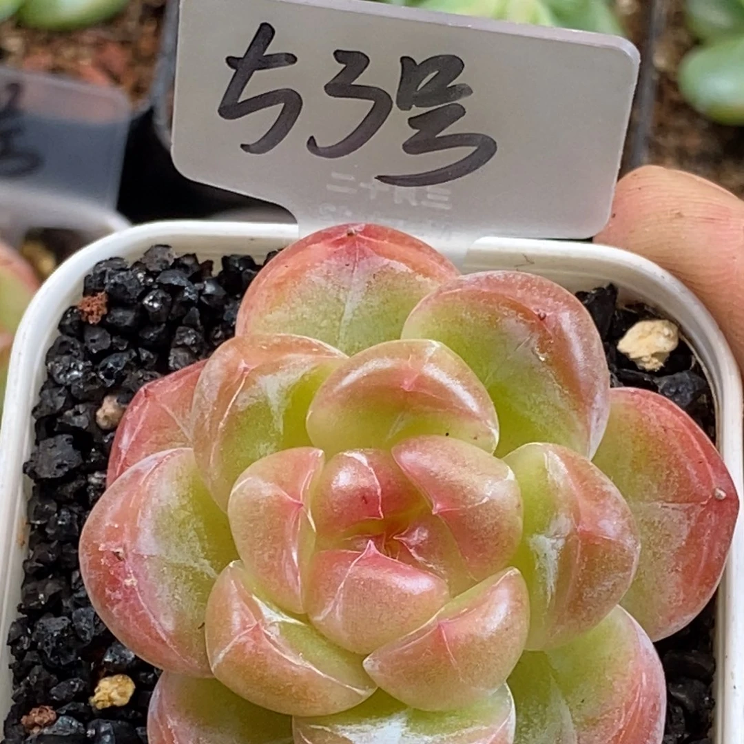 可以拍红红火火恍恍惚惚
