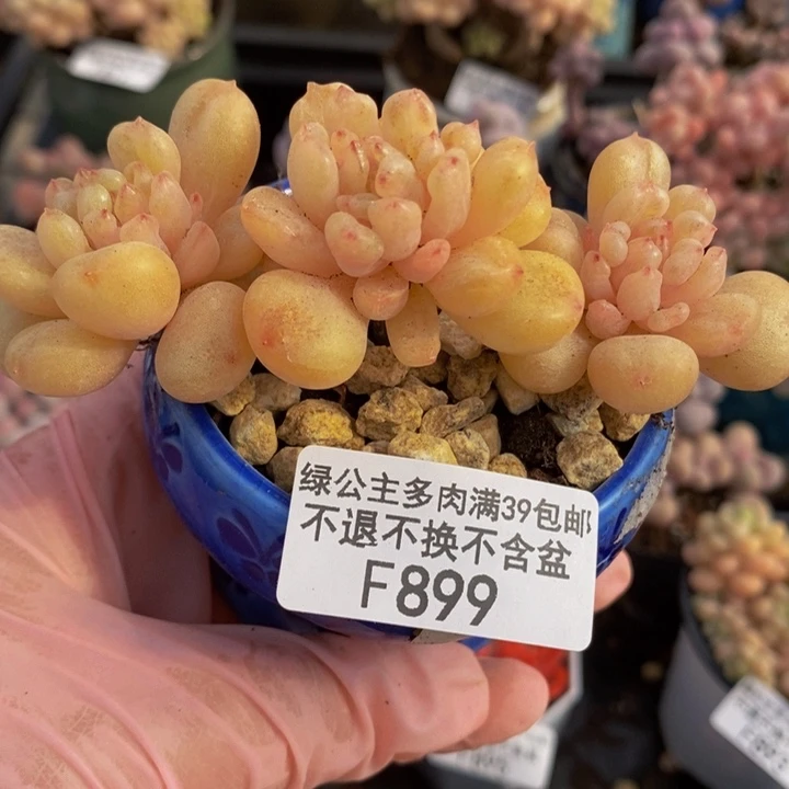 比尔盖茨老桩8cm899多肉植物