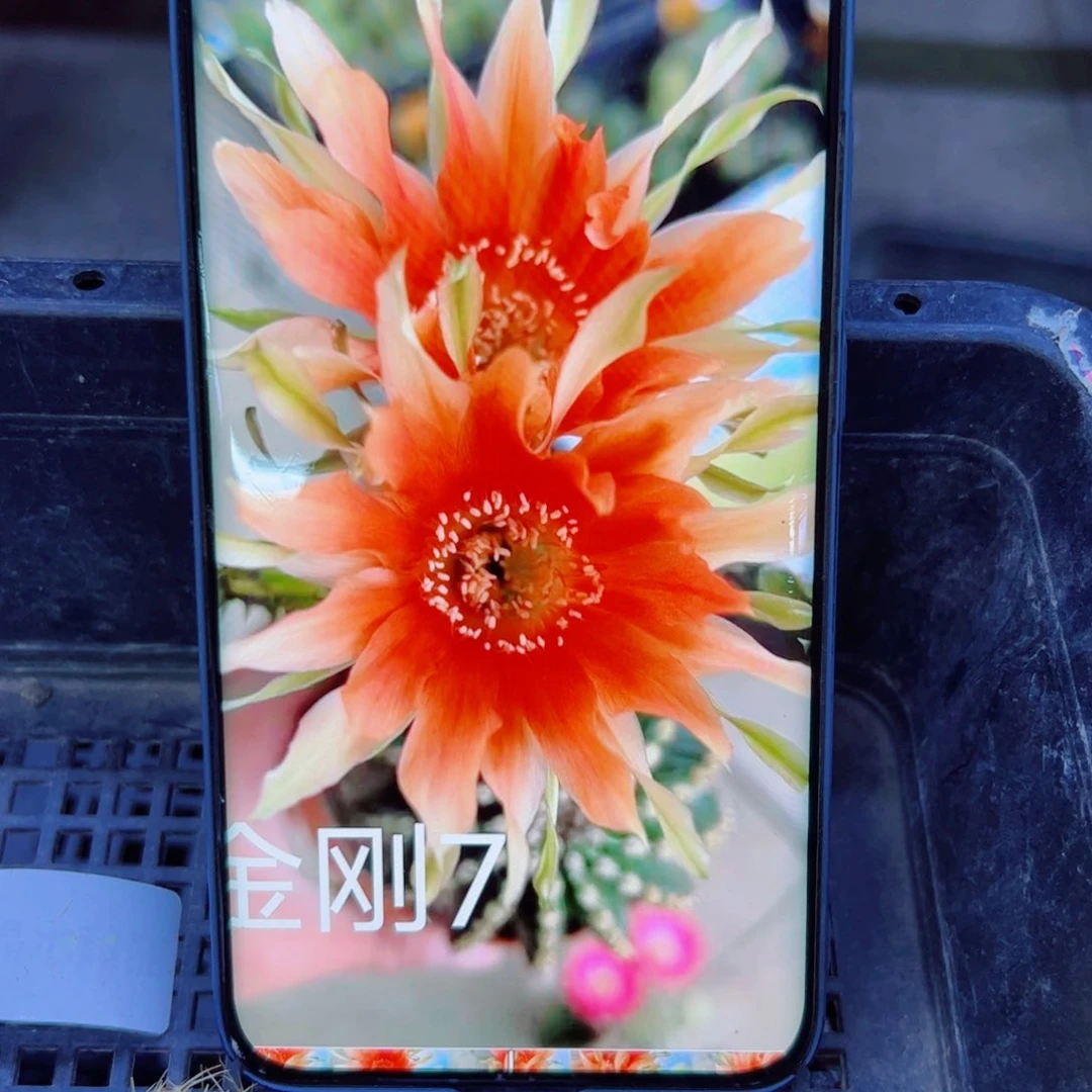 下35金刚7 歪无根侧芽4公分左右20包邮