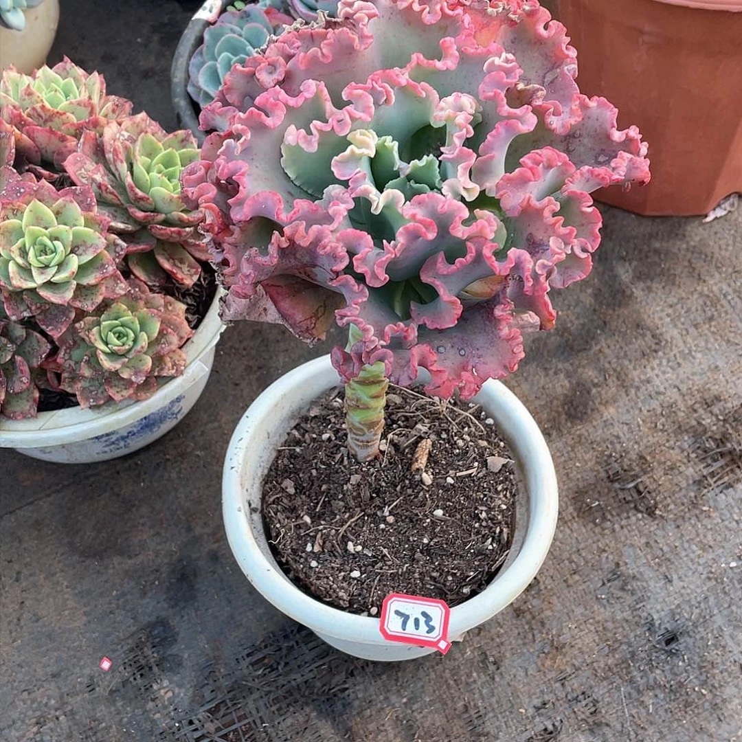 713女王 一物一拍多肉