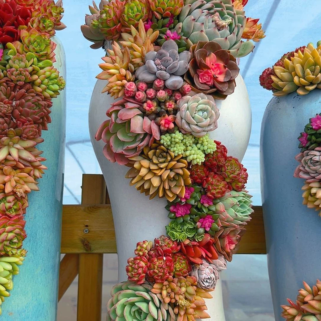 000龙的dog成长多肉组合