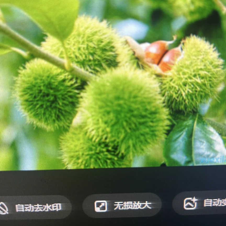 盆栽地栽花园植物