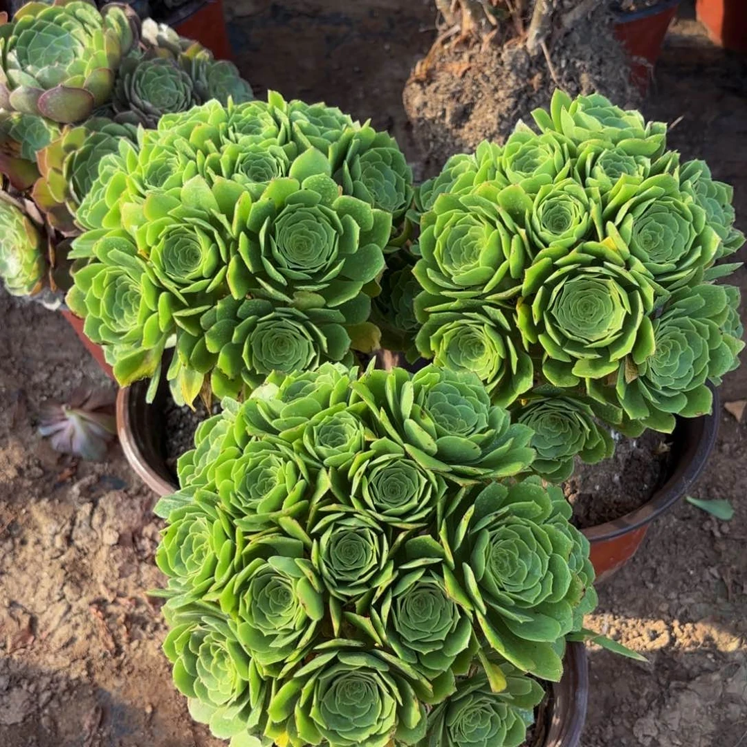 绿玫瑰绣球9.9多肉植物