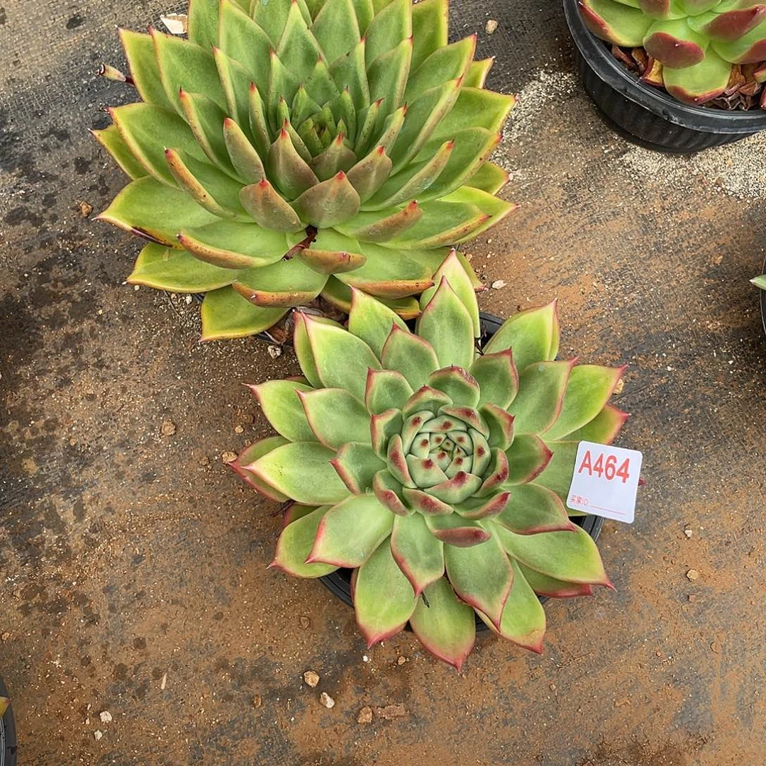 若如东云组拍A464