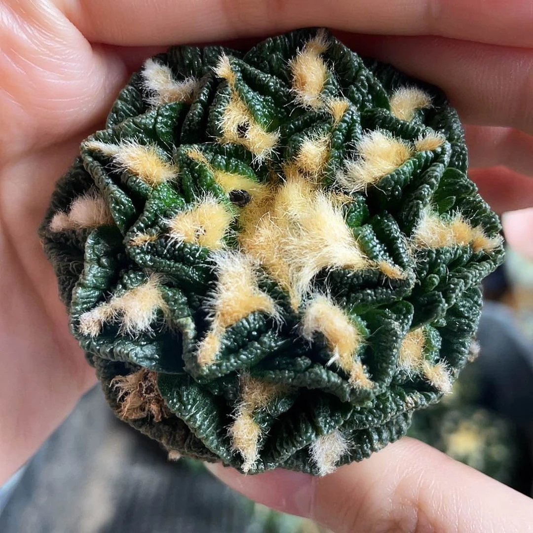 6cm自根螺旋辛顿牡丹萝卜根