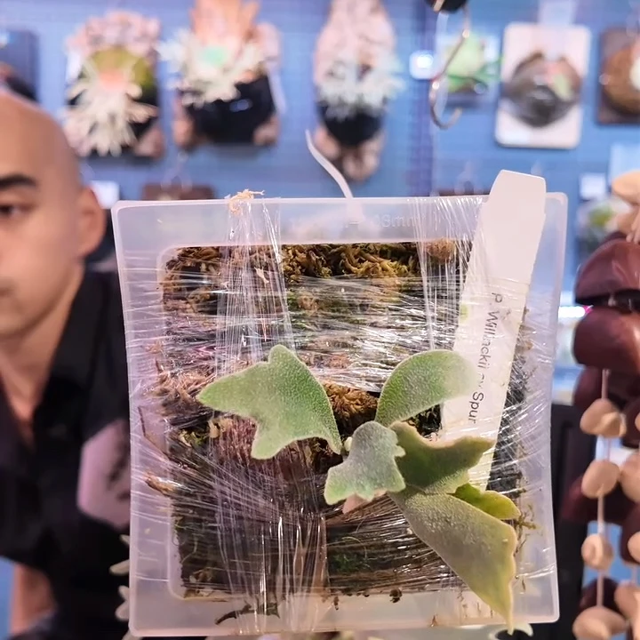 完全开放骨刺鹿角蕨