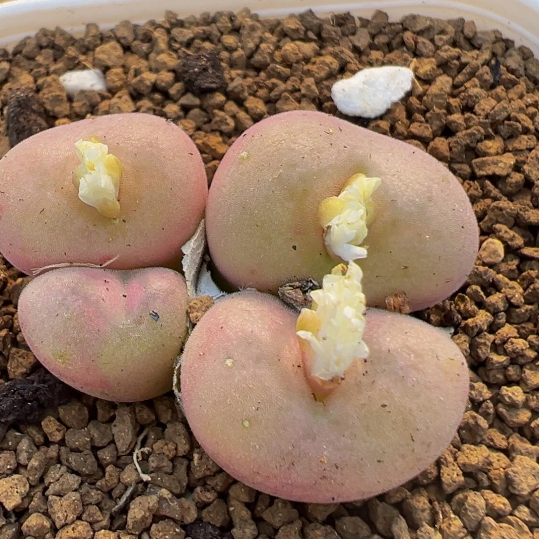 33多肉植物母本空卡