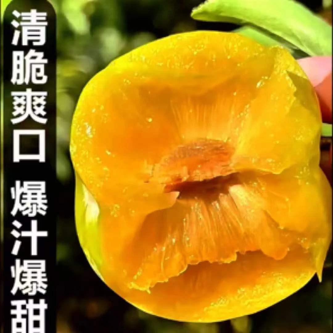晚熟清脆李；清泉密脆李，裸根苗