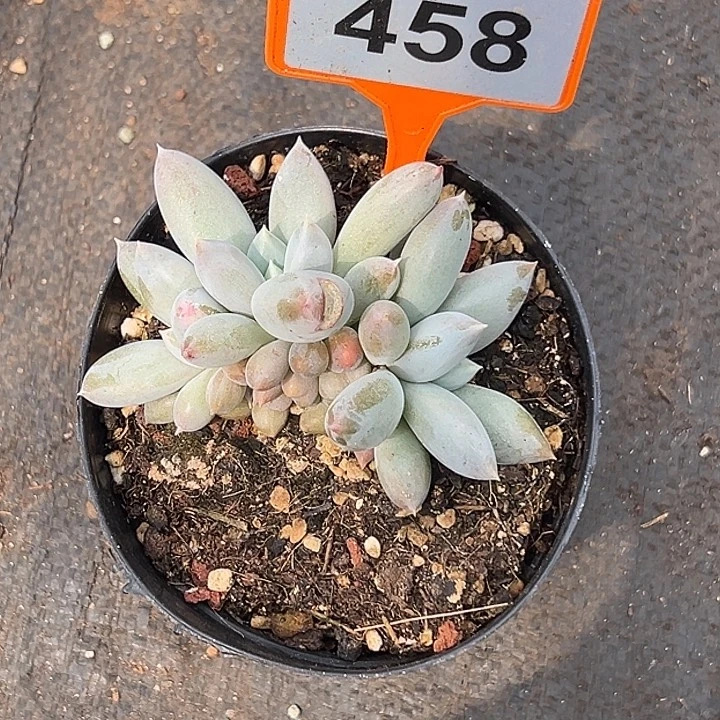 多肉植物红体哥特群458