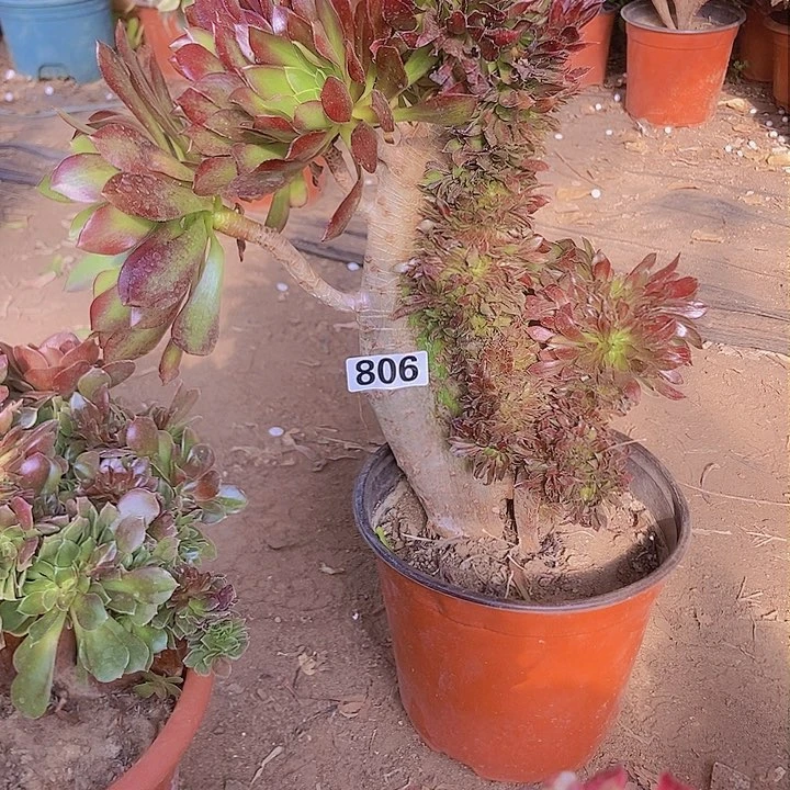 806黑缀化老板子法师缀老