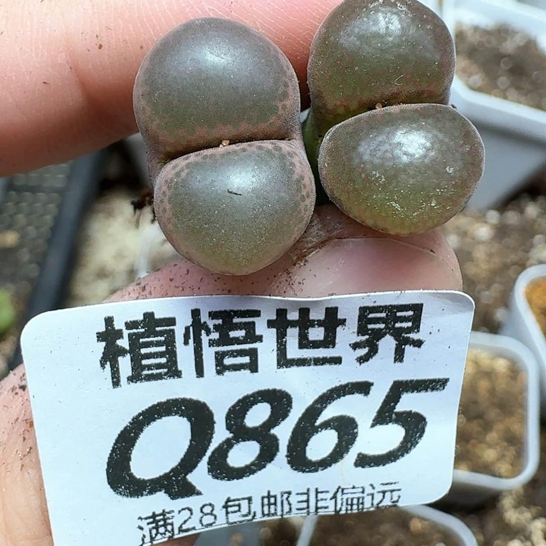 多肉植物的人在vb
