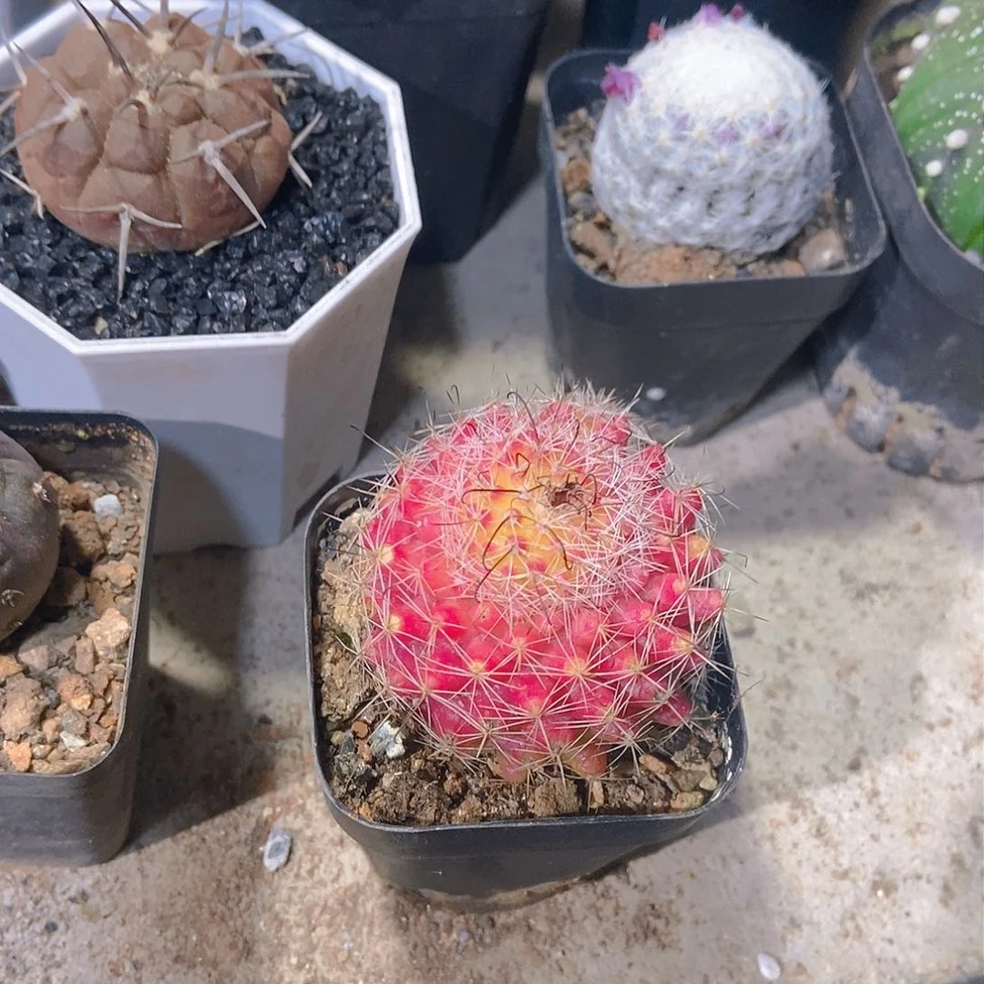 红娜丸一物一拍，