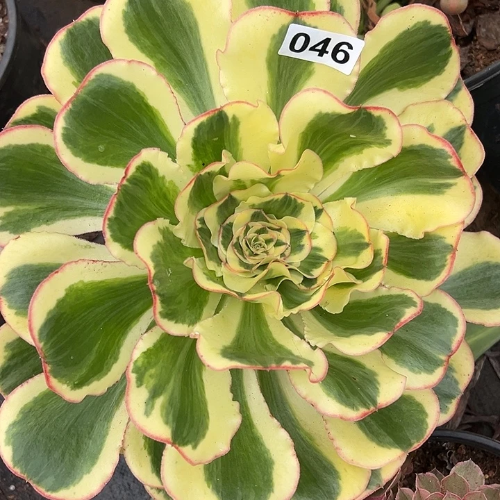 兜****精品多肉植物046颜值