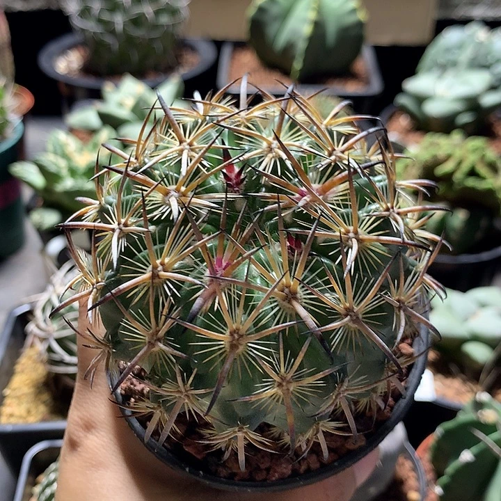 613实生虎爪玉 。