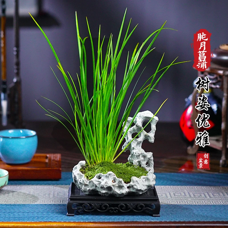 胧月菖蒲盆景办公室内桌面客厅四季常青绿植花卉盆栽好养植物