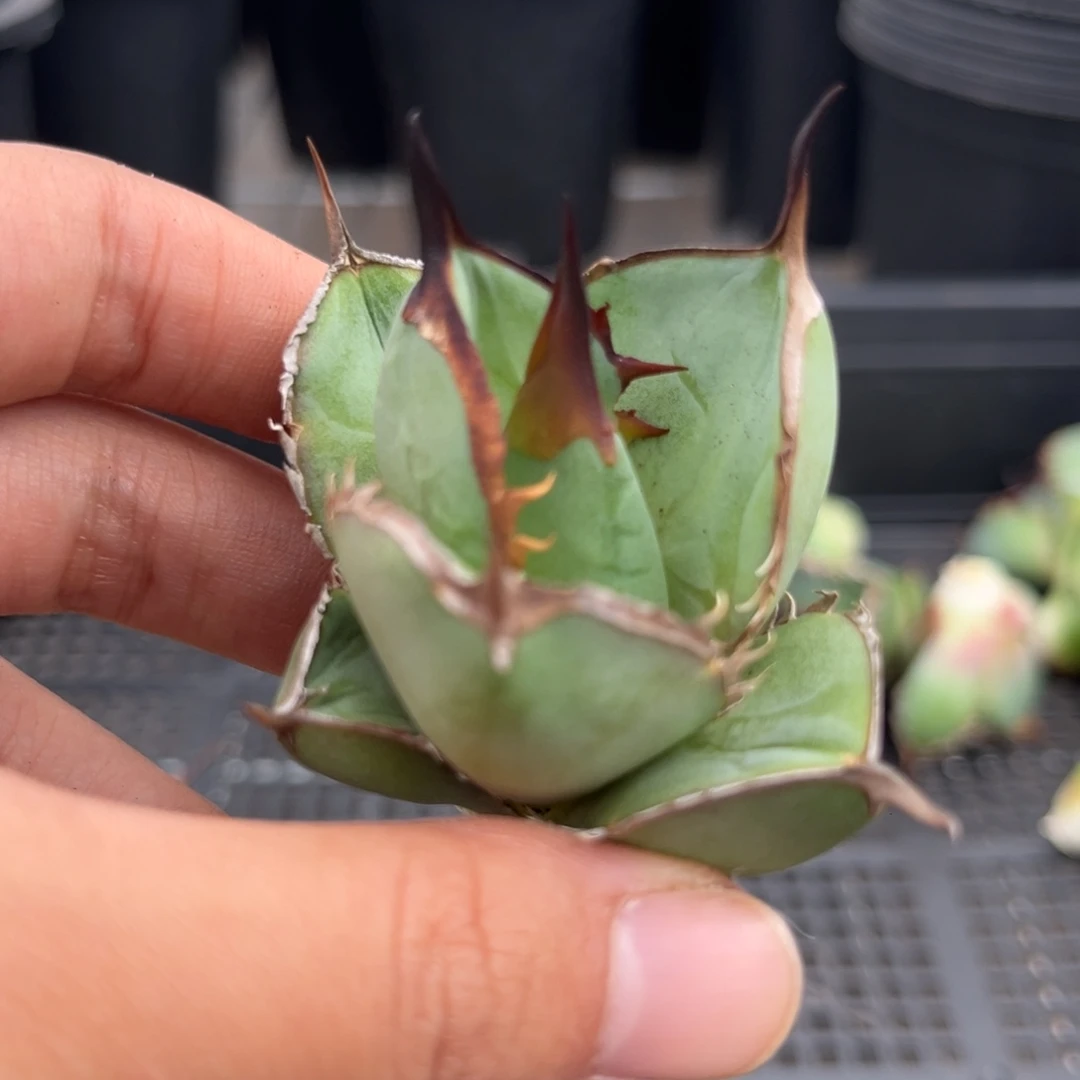 龙舌兰仁王冠芽子