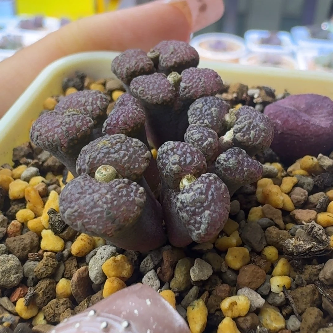75号全窗泡泡勋章一物一拍
