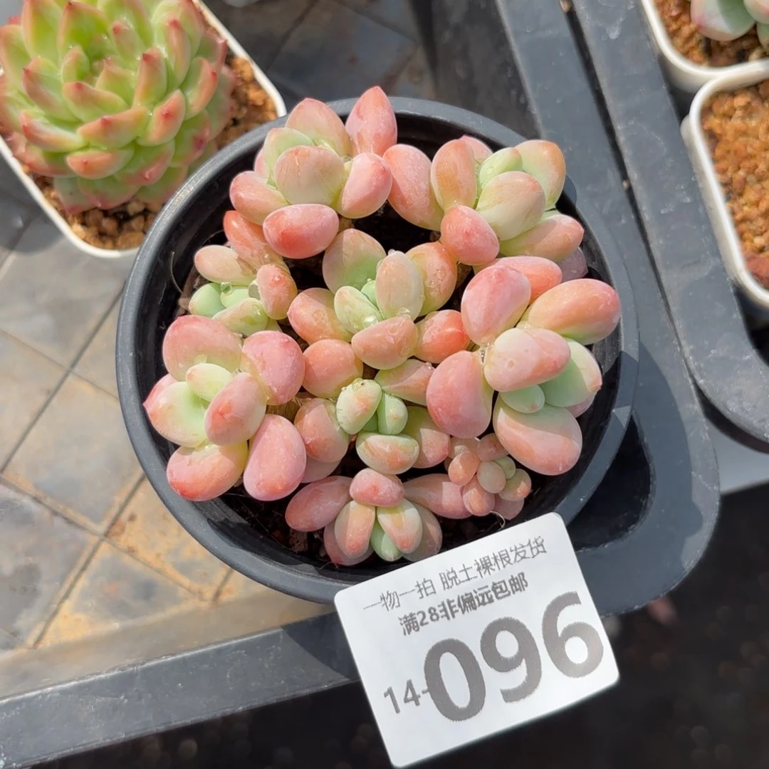 橘子洛神老桩多肉多肉