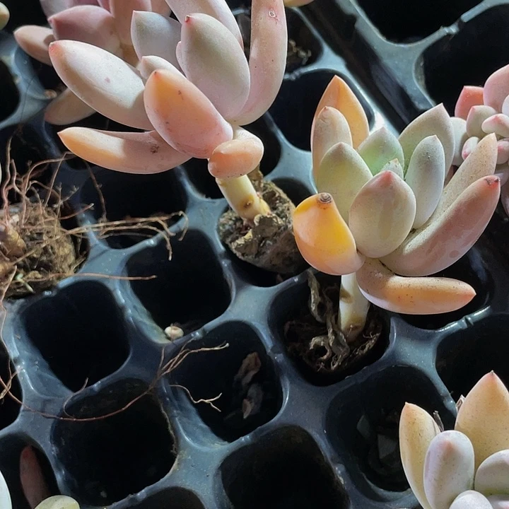 香水美人1元带土发