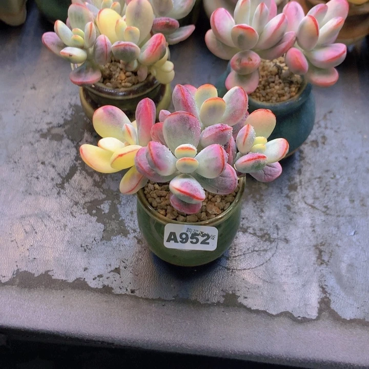 ****一物一拍含盆土满38包邮A952