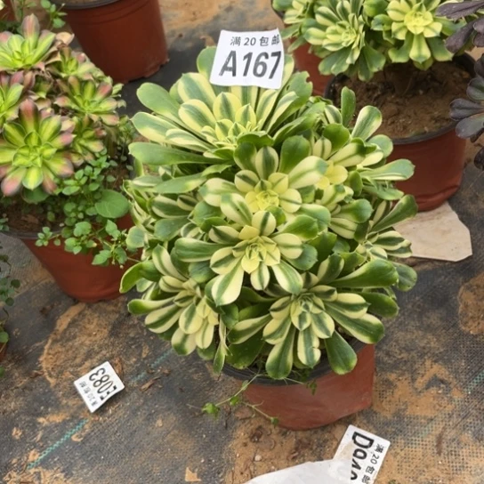 167辛尼亚不包断枝