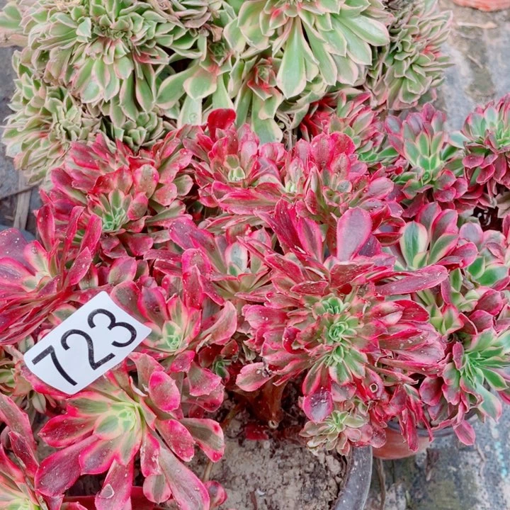 江*多肉植物组合723