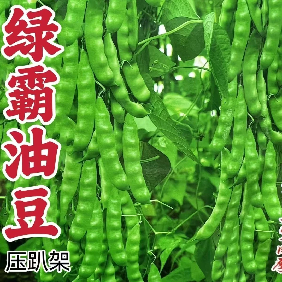 【全店满6包包邮】压塌架绿油豆种子