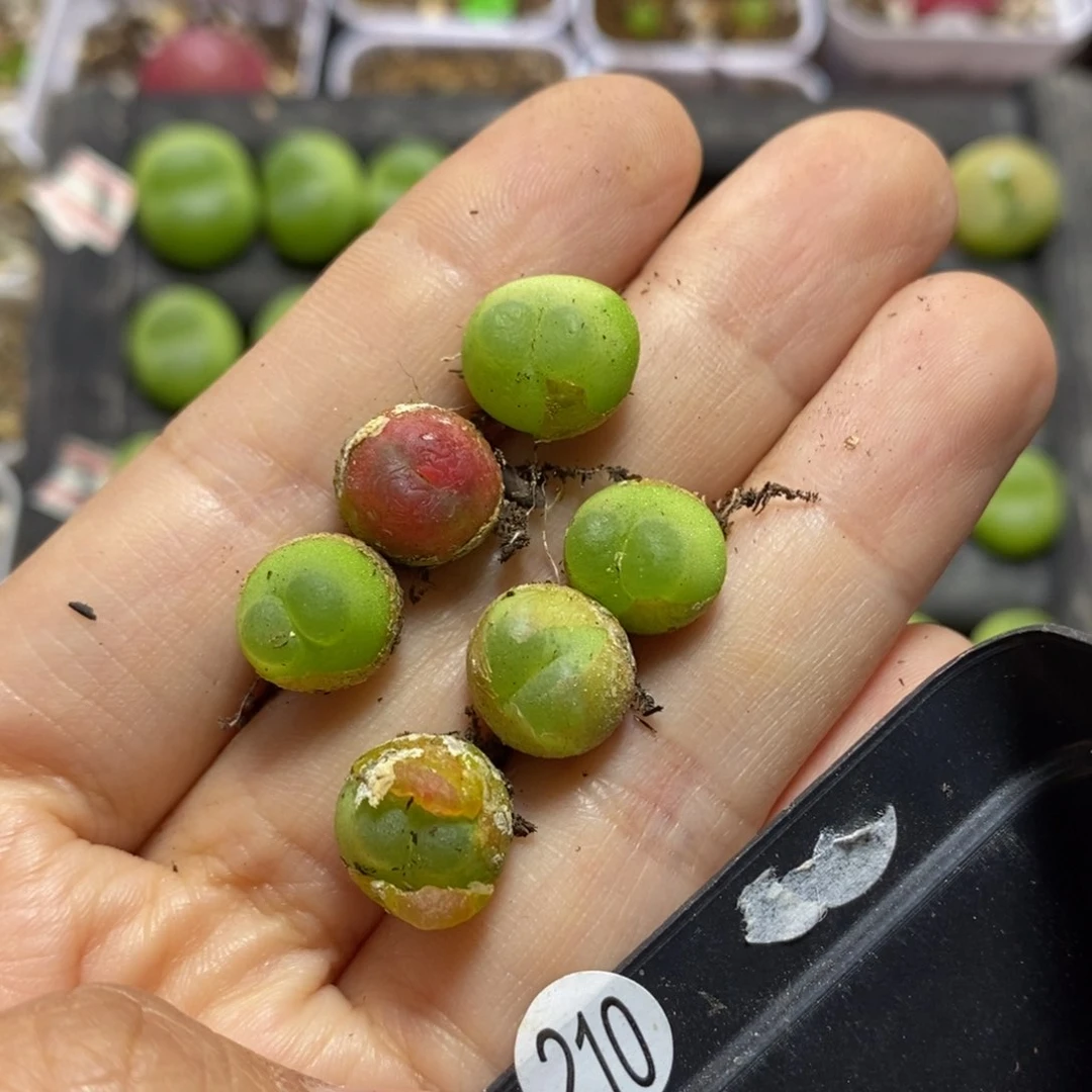 穿****士多肉多肉多肉拉登6颗1.1-1.2cm210号