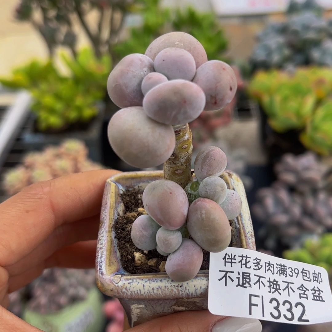 332-芭比奶多肉3cm