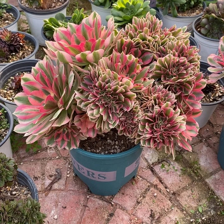 脱土裸根发货粉女巫