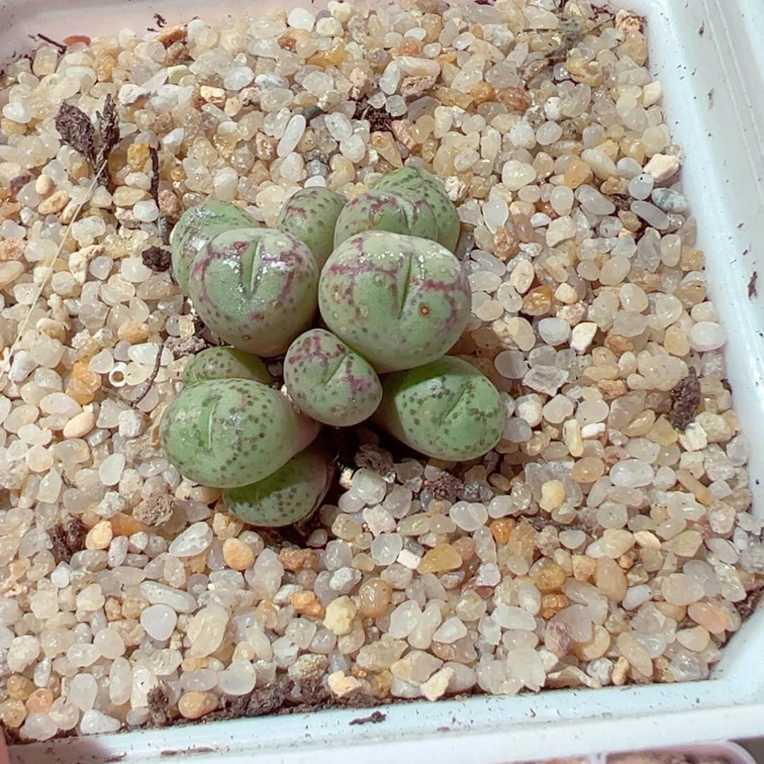 720-220多肉多肉猴脸群