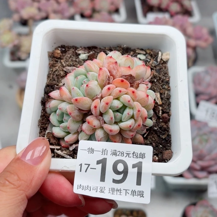 小***c雪爪多肉植物多肉，就